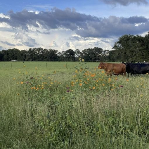 Starlight Farm, L.Jorgensen